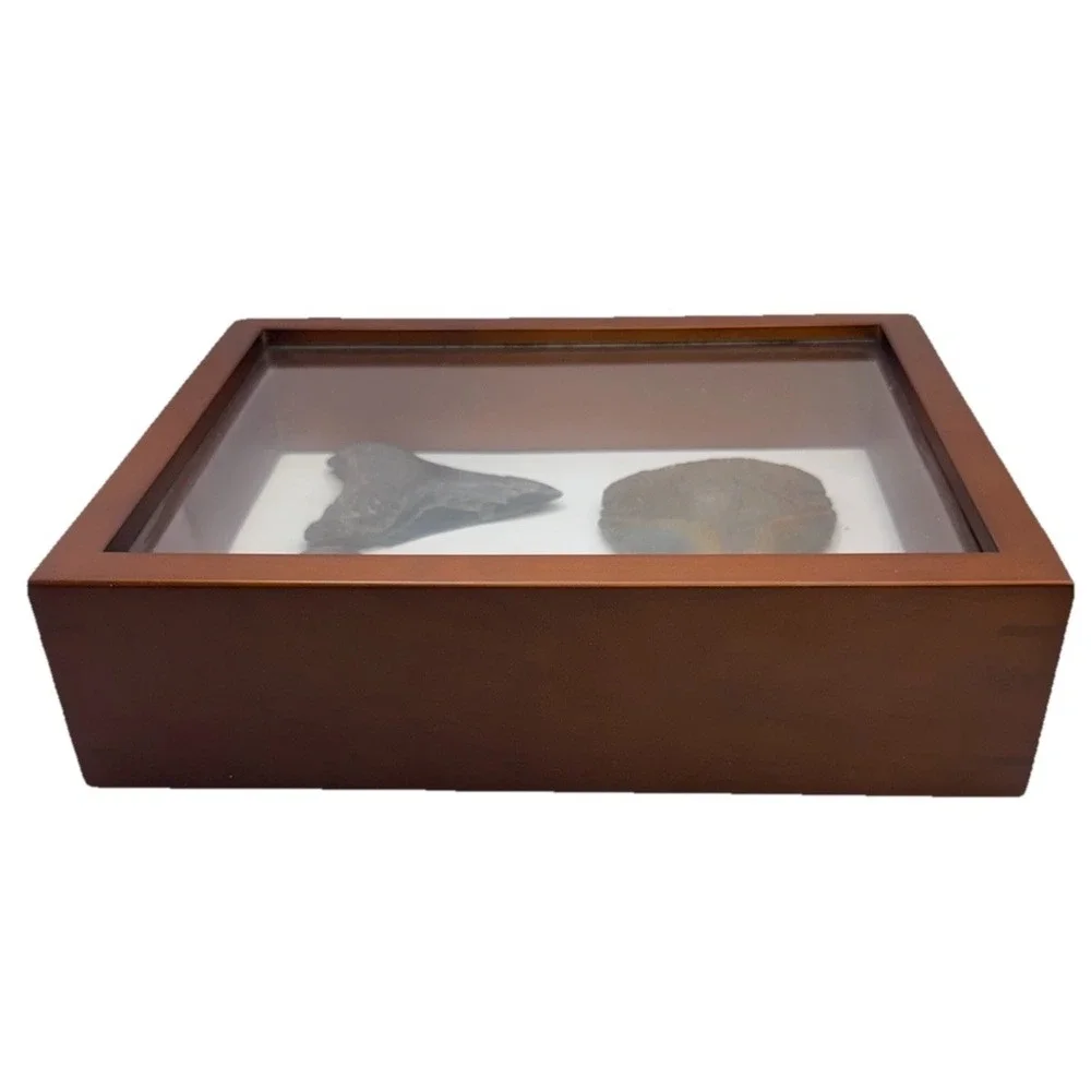 Set 3- Megalodon Teeth Mounted In Walnut 8x10 Shadow Box